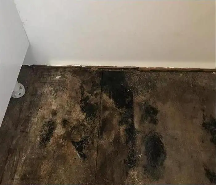 Secondary Damage: Finding Mold After a Flood