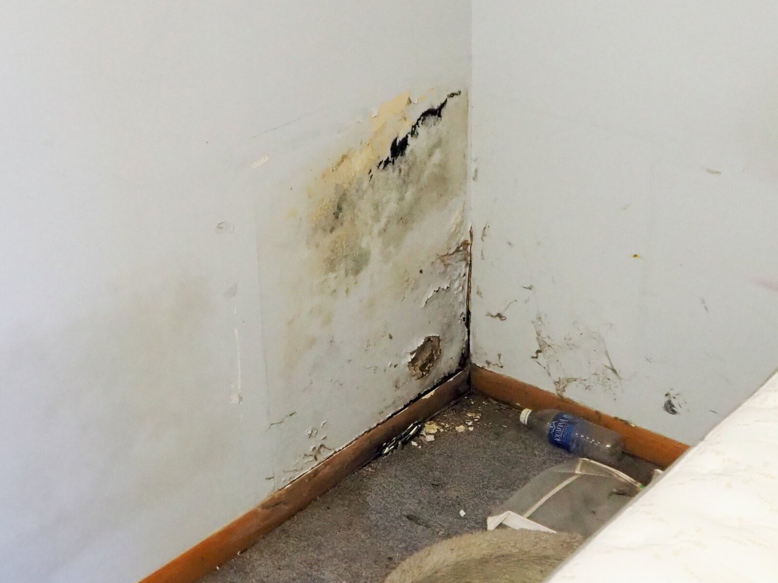 Selling A House With Mold Damage
