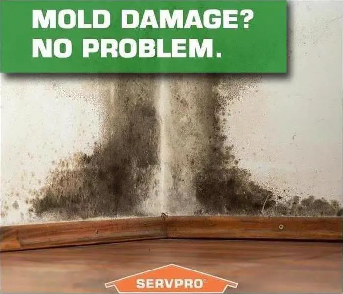 SERVPRO of Northwest San Antonio Mold Remediation News And Updates