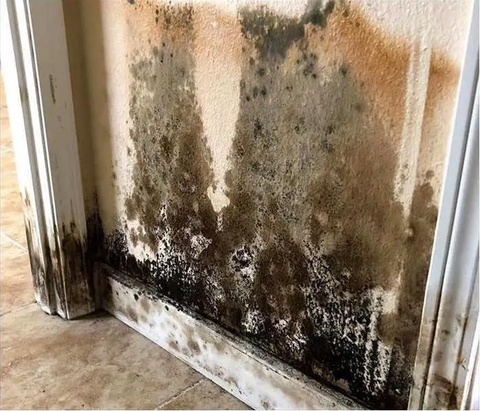 SERVPRO of South Brevard Mold Remediation News And Updates