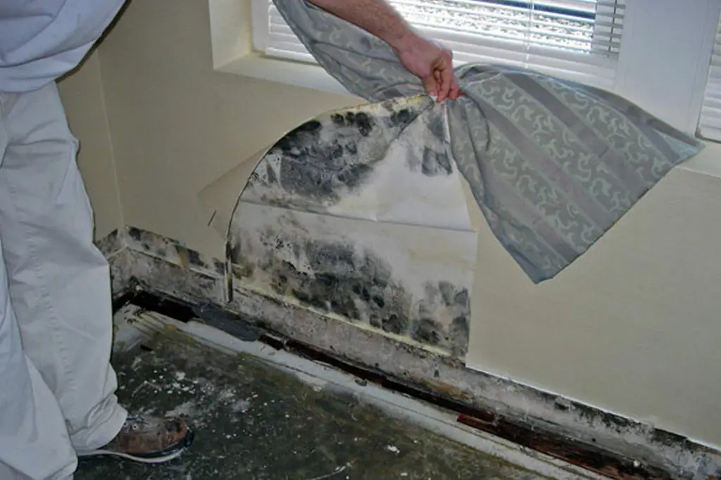 Should I Have My Property Tested for Mold?
