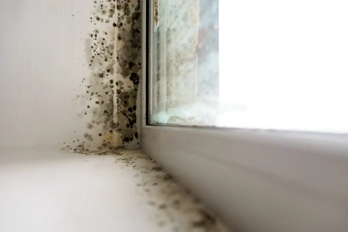 Signs Of Black Mold In Your Home