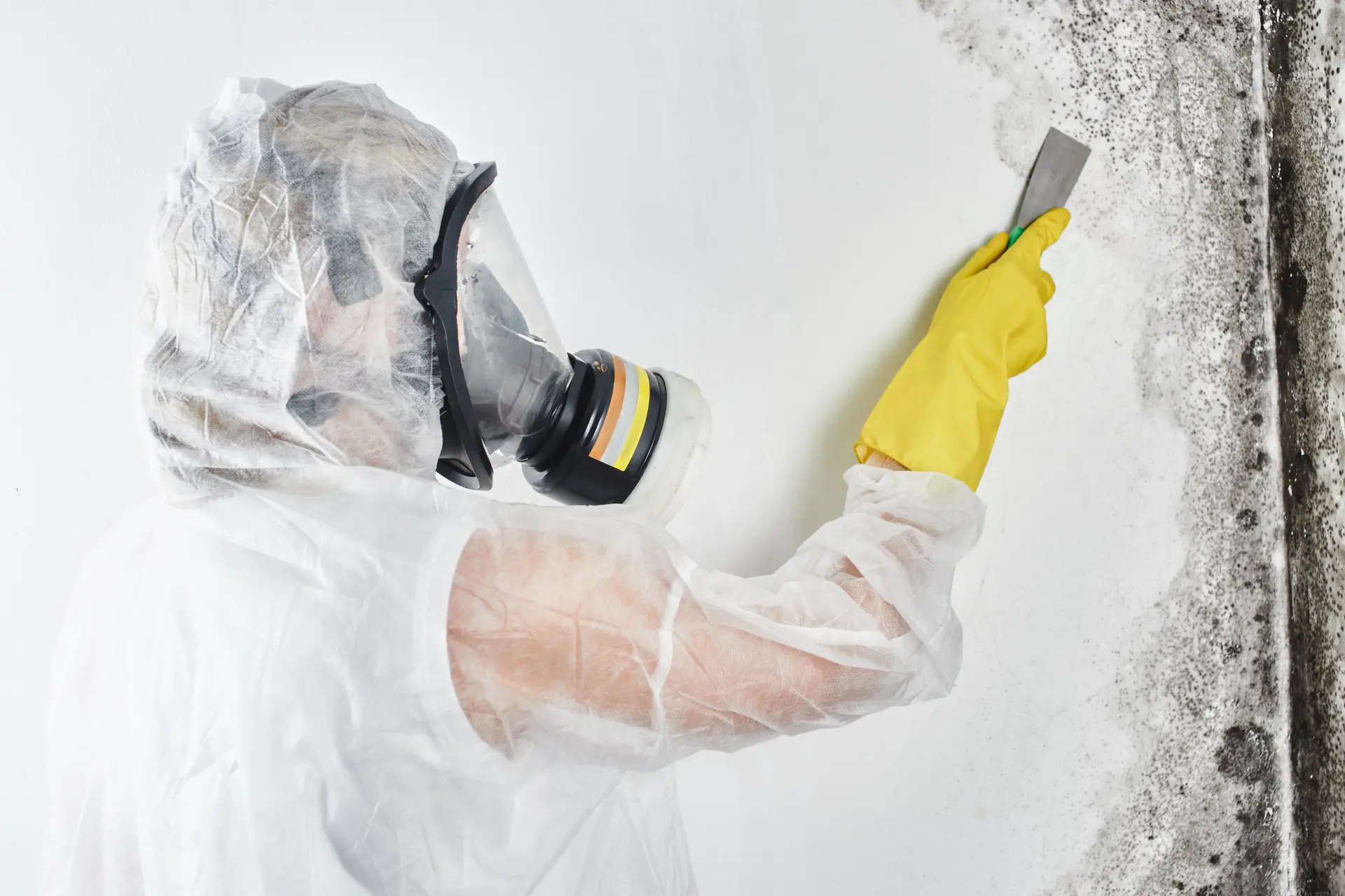 Signs of Mold Growth &  Where to Find Them