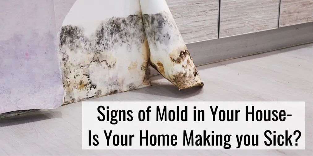 Signs of Mold in Your House