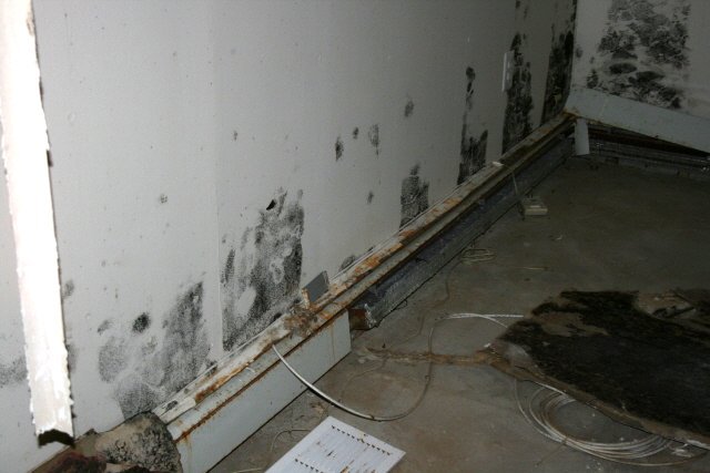 Signs That You Have Mold In Your Walls