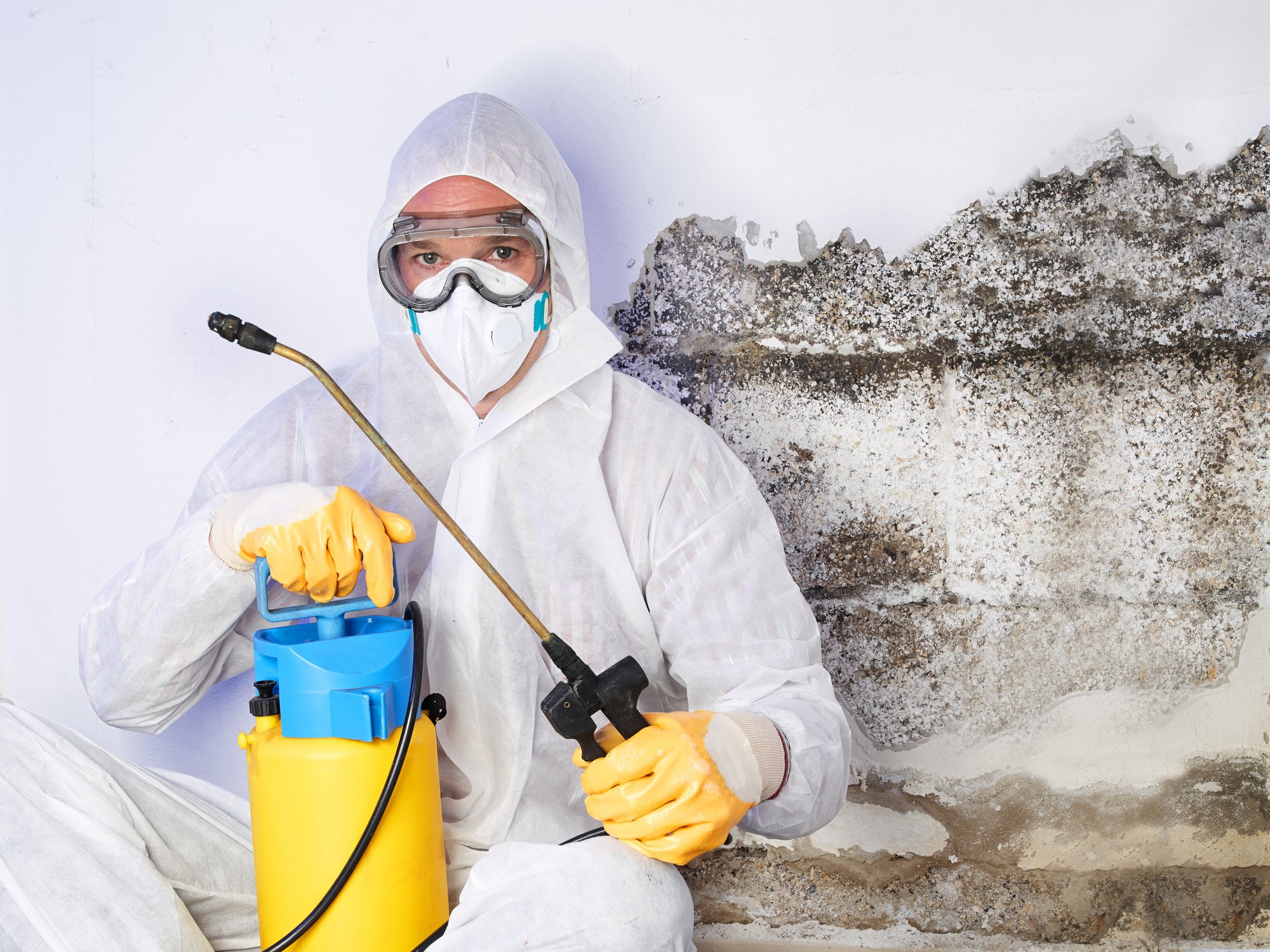 Signs You Need to Hire Professional Mold Removal Services ...