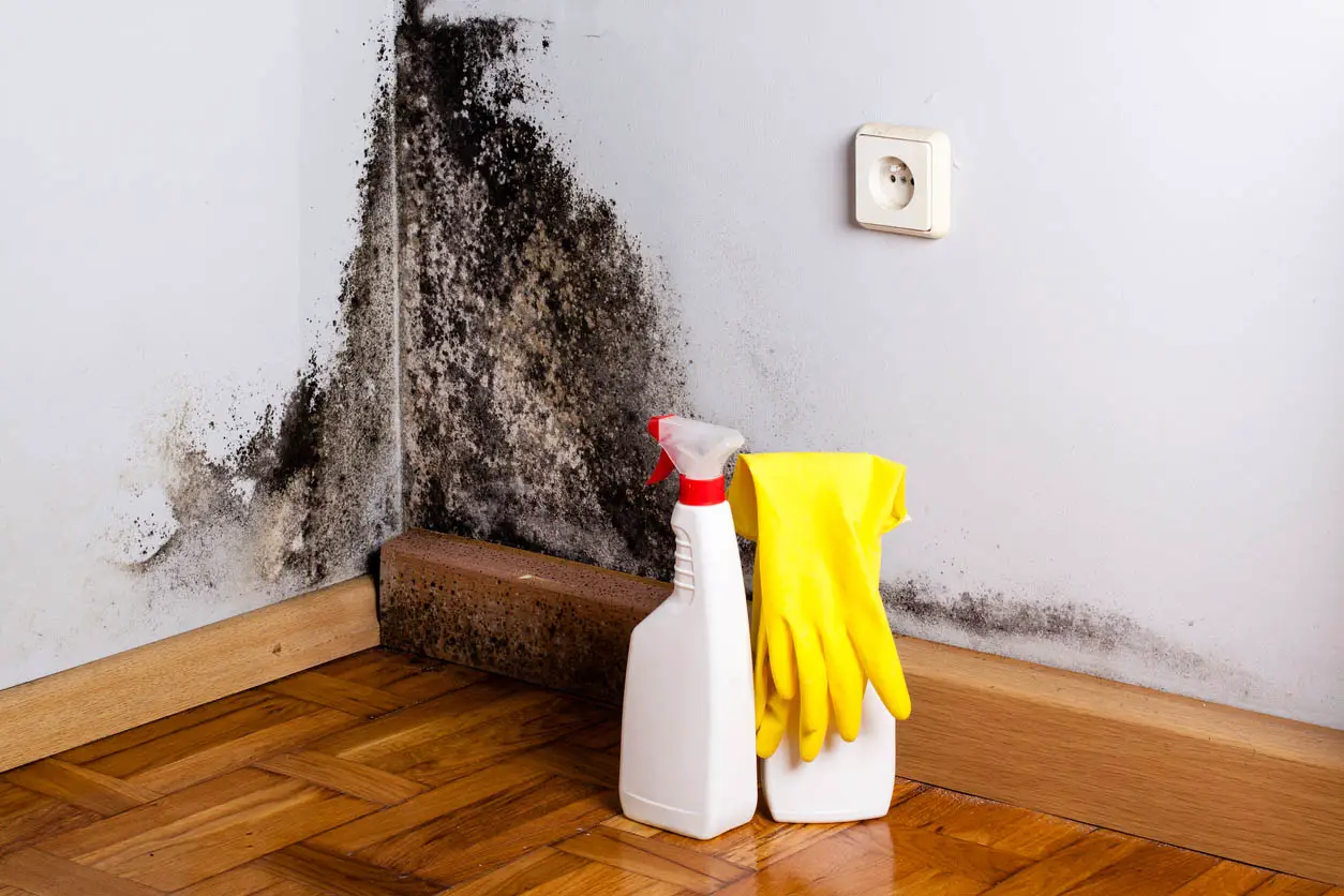 Solved! What Kills Mold In The Home Once It