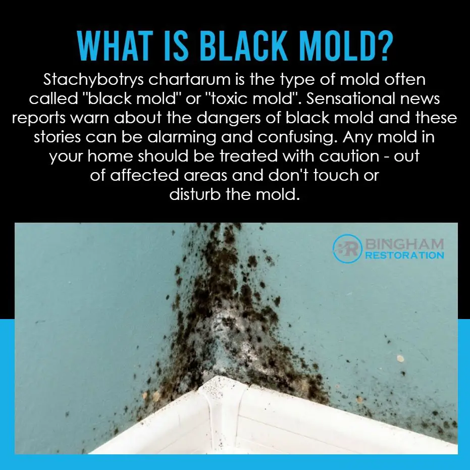 Stachybotrys chartarum is the type of mold often called " black mold"  or ...