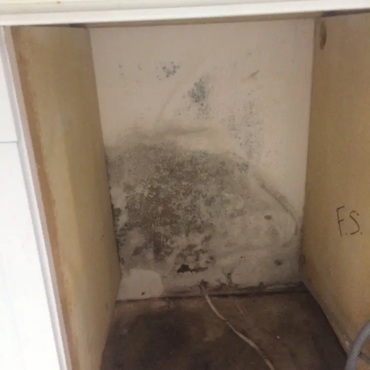 Steps To Take When You Suspect Mold Is Growing In Your ...
