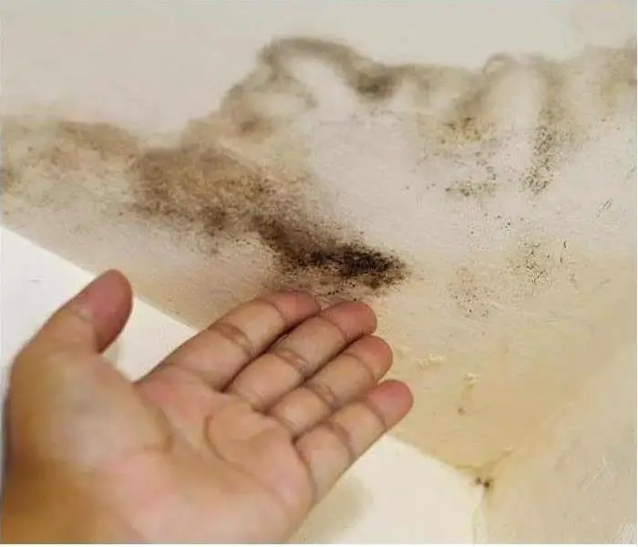 Strategies for Cleaning Up Small Mold Patches in Your Home