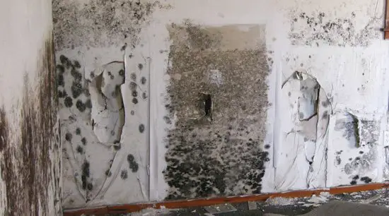 Symptoms and Health Concerns About Mold in Your Property ...