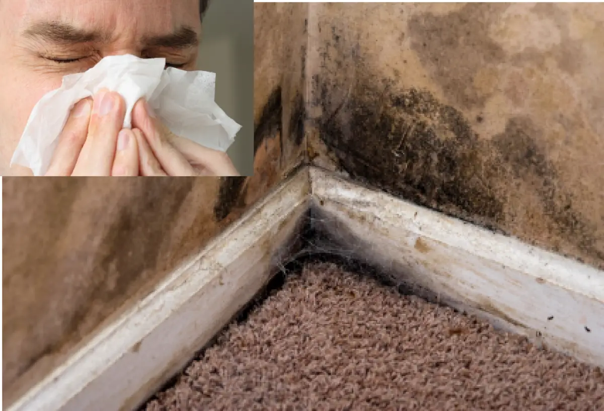 Symtoms Of Mold Exposure