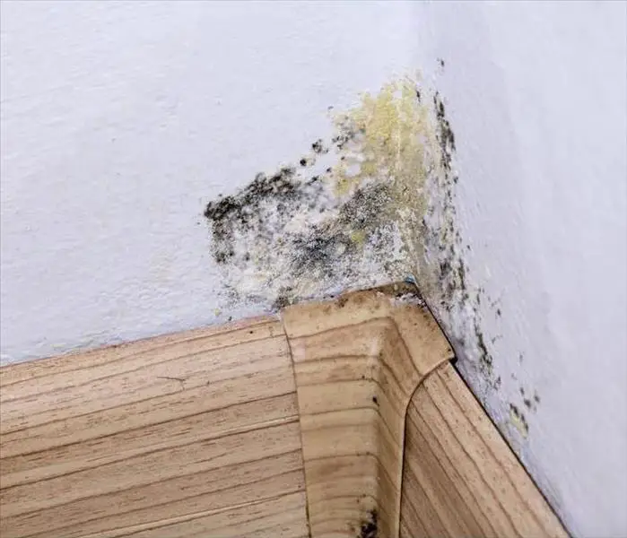 Taking Care of Mold Damage in Dallas Basements