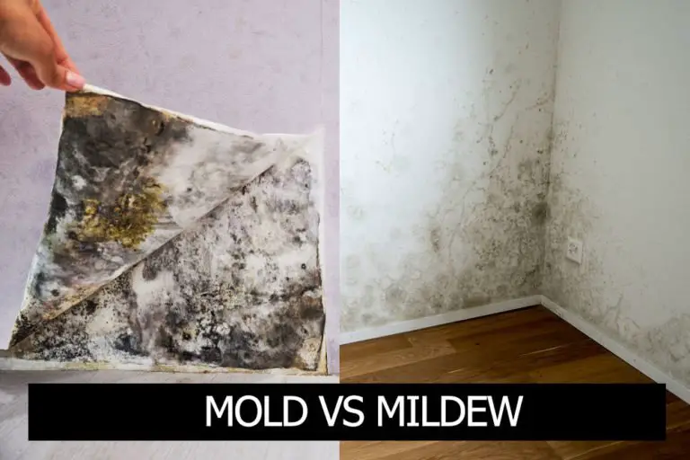 The Basic Difference between Mold and Mildew