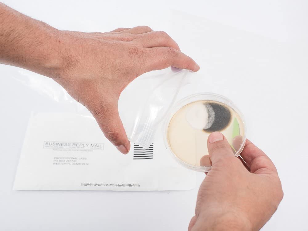 The Best Mold Test Kit to Ensure Healthy Air in Your Home ...