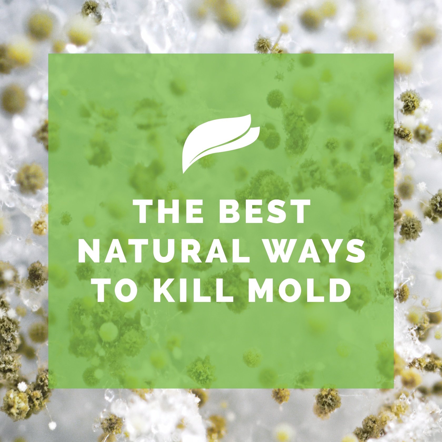 The Best Natural Ways to Kill Mold