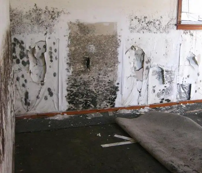 The Cost of Black Mold Removal: Should I Buy A Home With Mold ...