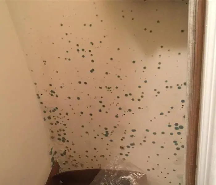 The Difference Between Mildew and Mold