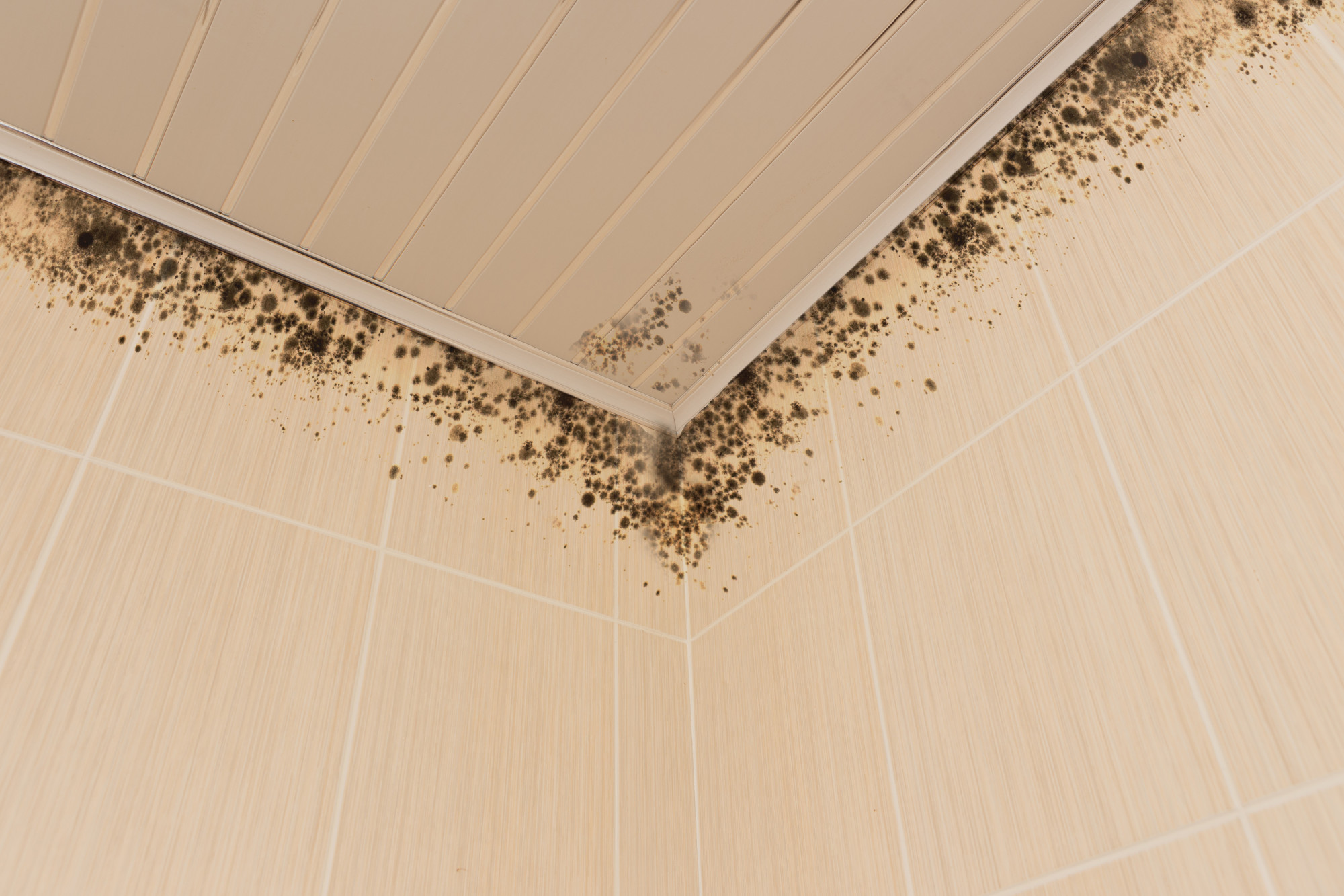 The Harmful Effects of Black Mold Exposure (and How to Get Rid of It ...