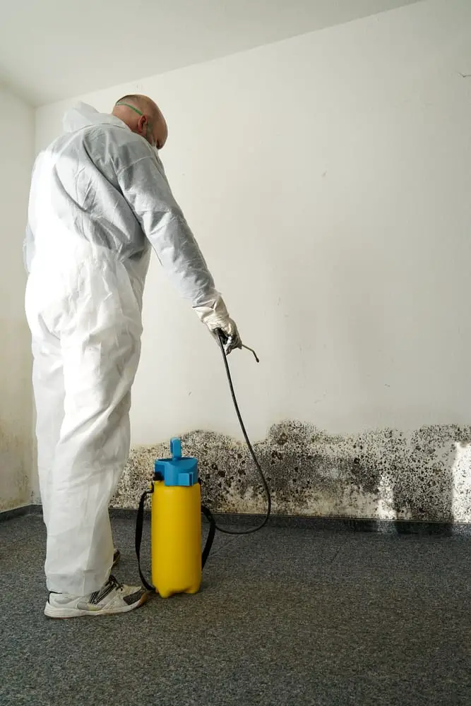 The right time to contact a certified mold contractor
