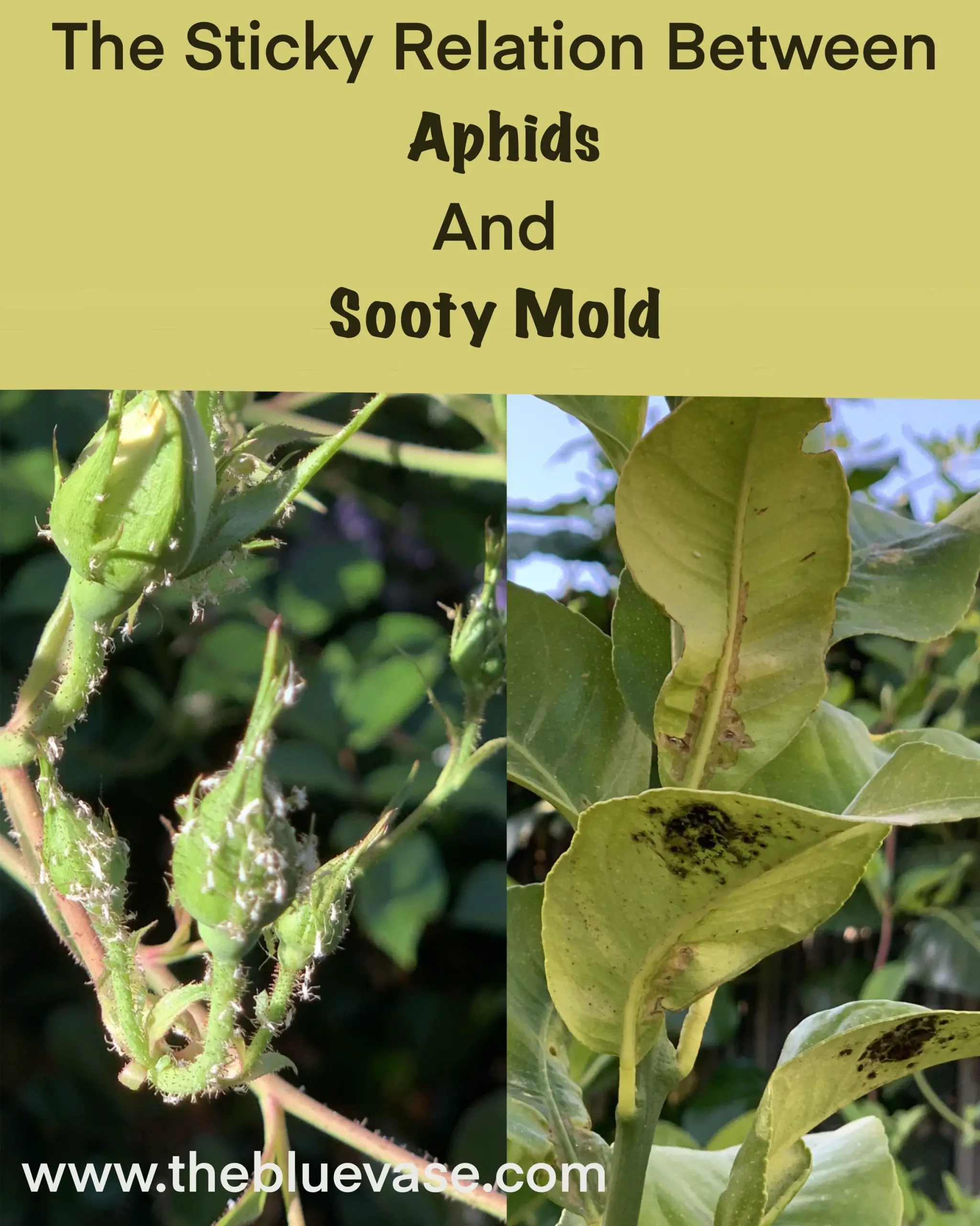 The Sticky Connection Between Aphids and Sooty Mold