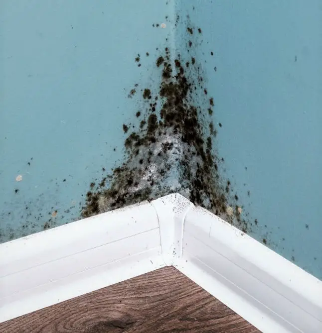 There Is Mold In My House!