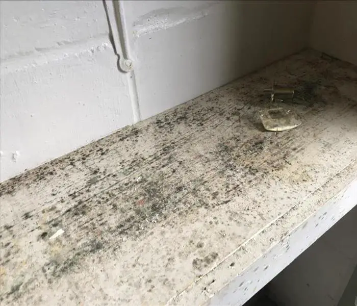 Theres Mold in My Home! What Do I Do?