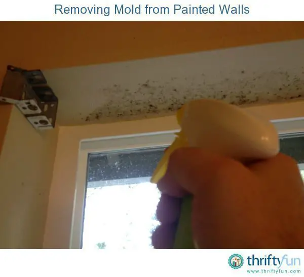 This is a guide about removing mold from painted walls. Bathrooms and ...