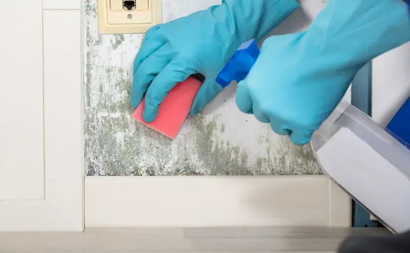 Tips for Cleaning Mold Off Walls