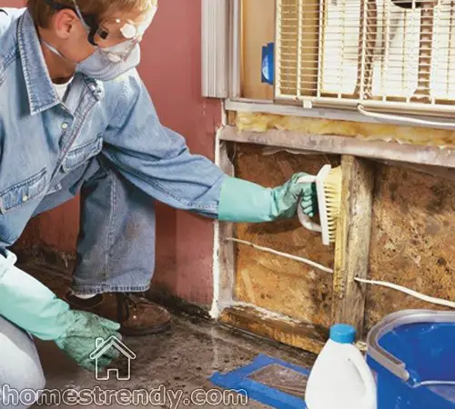 Tips on how to get rid of mold