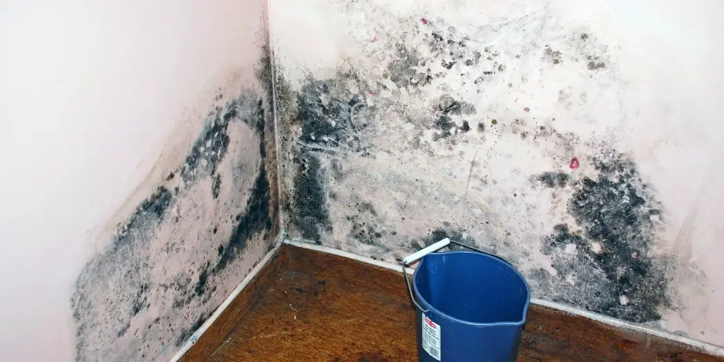 Tips to get rid of mold affected areas  Associated Media ...