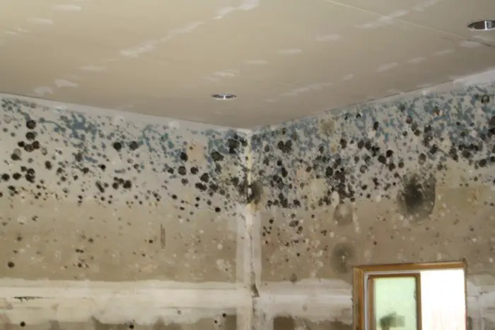 Top 7 Causes Of Mold In Your Home (Why Regular Inspection And Removal ...