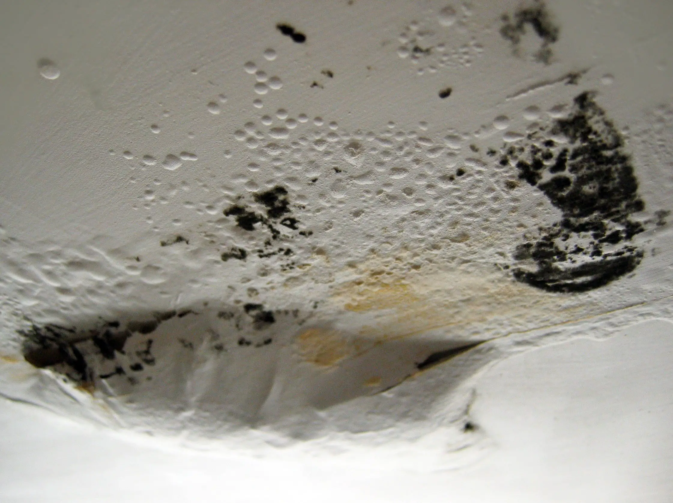 Toxic Black Mold  Everything You Need to Know