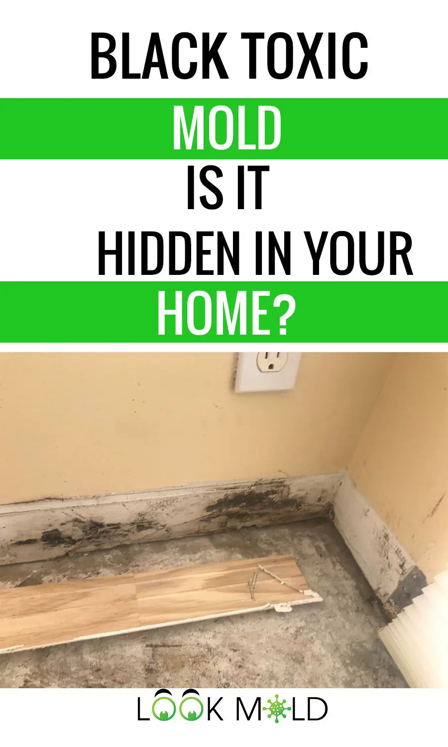 Toxic Black Mold Expert Reveals The Danger Lurking In Your ...