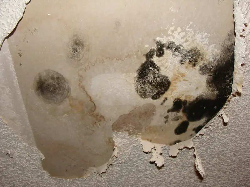 Toxic black mold identification photos and info. What ...