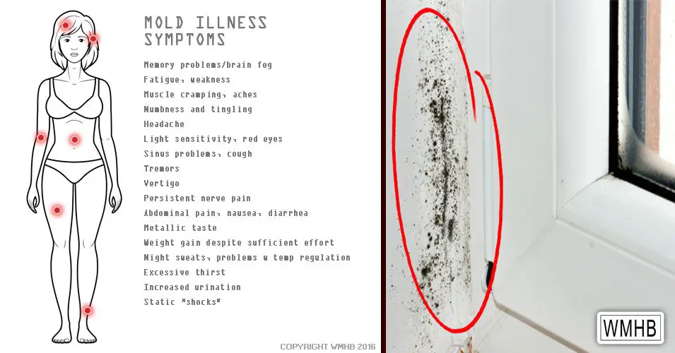 Toxic mold exposure: 17 signs that you have it (and how ...