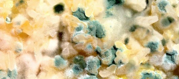 Toxic Mold Headaches Are Very Dangerous &  Life Threatening!