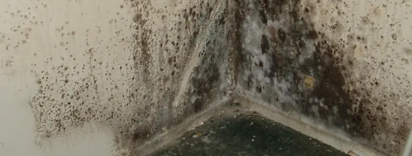 Types of Dangerous Mold in Your Home