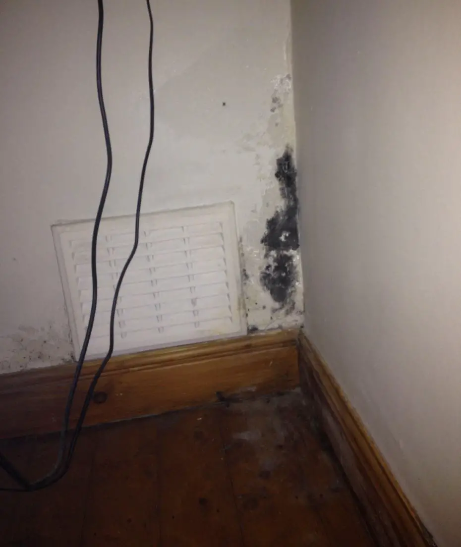 Types of Mold Found in Homes