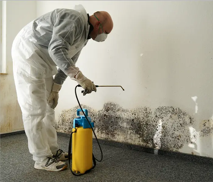 Understanding the Costs of Mold Removal