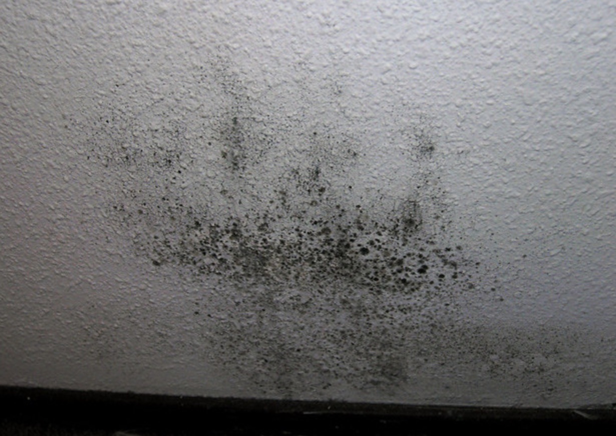 Understanding The Difference Between Mildew And Mold