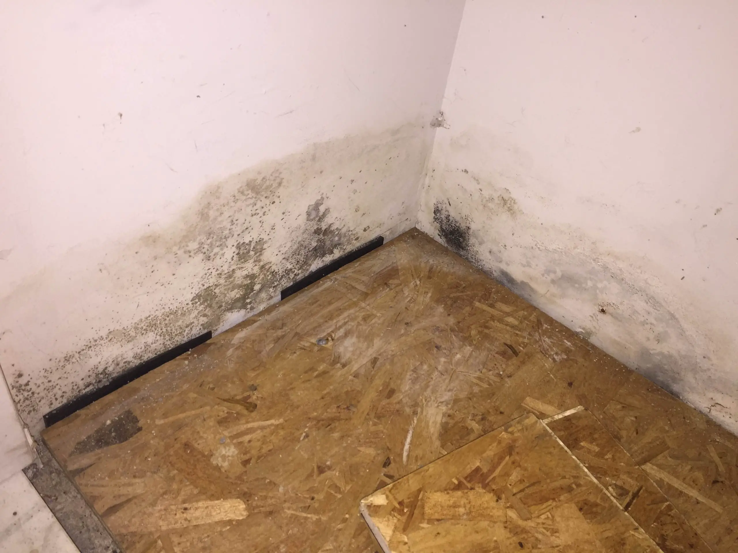 WA Buying a home. Found potentially mold. Need advice ...