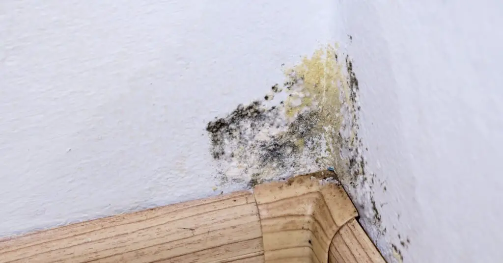 Water Damage Restoration Denver: How To Remove Mold From ...