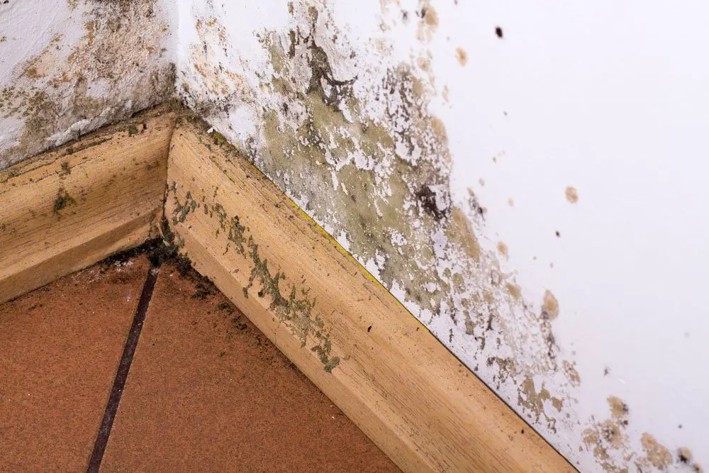 What are the Stages of Mold Damage in a House?