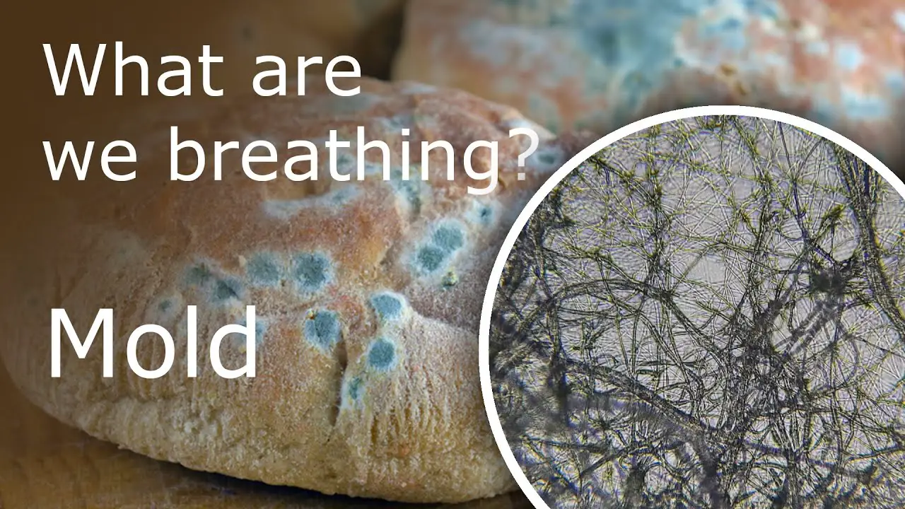 What Are We Breathing? Black And White Mold Under a ...
