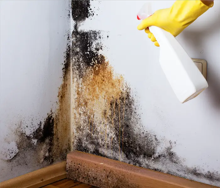 What Can You Expect From the Mold Removal Process?