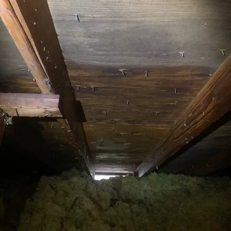 What Causes Mold to Grow in Your Home and How Should It Be Removed ...