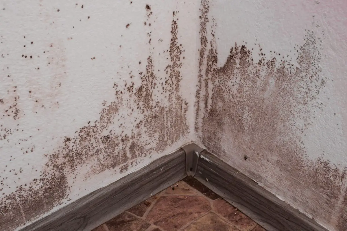 What Do I Do With the Mold in My Apartment? 5 Ways to Answer