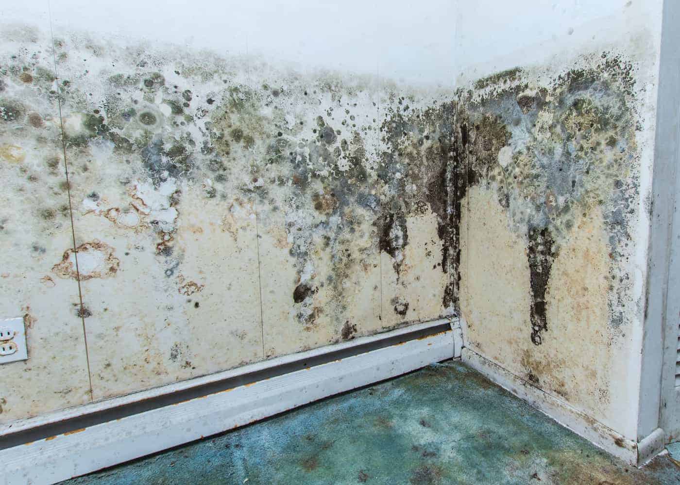 What do you know about mold in Westminster?