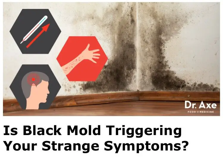 What Do You Need To Know About Black Mold!